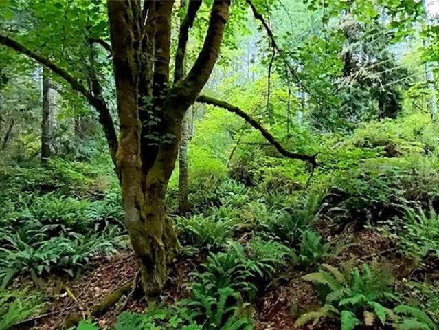 Land for sale in Quilcene, Washington