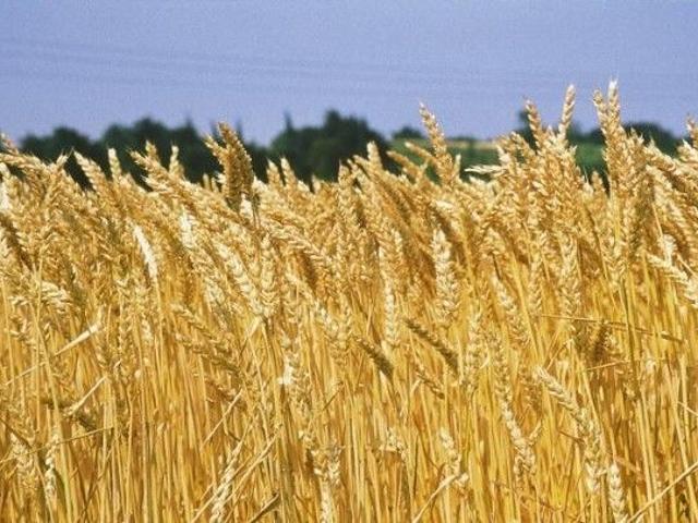 Terreno in vendita a Piemonte, Alessandria