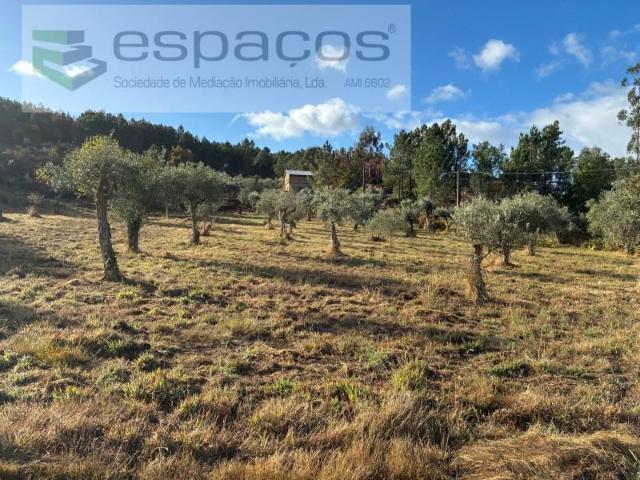 Terreno venda em Castelo Branco