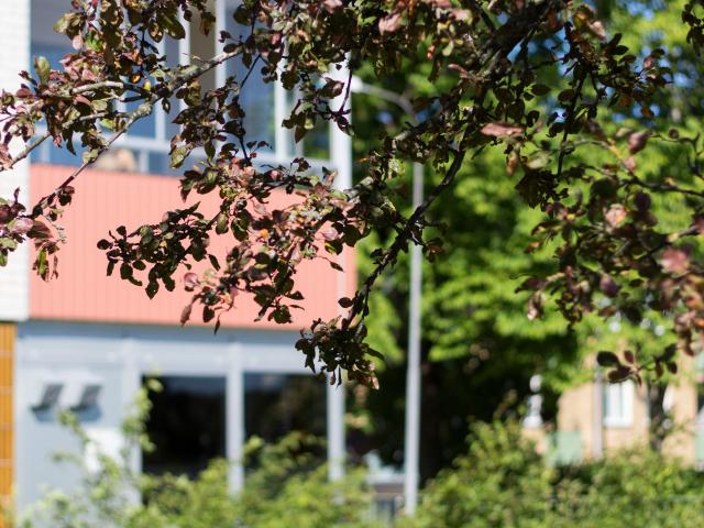 Lägenhet hyra i Ljungby, Kronoberg