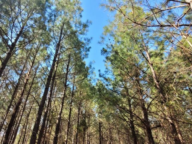 Land for sale in Tennessee