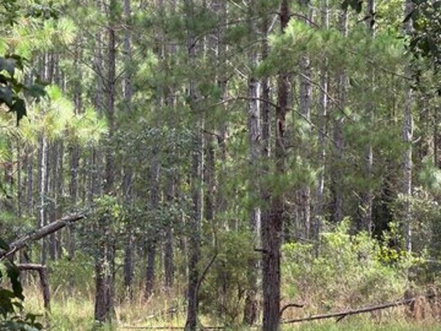 Land for sale in Nashville, Georgia