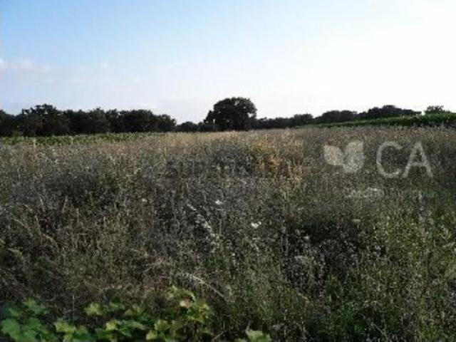 Terreno venda em Salvaterra De Magos, Santarém