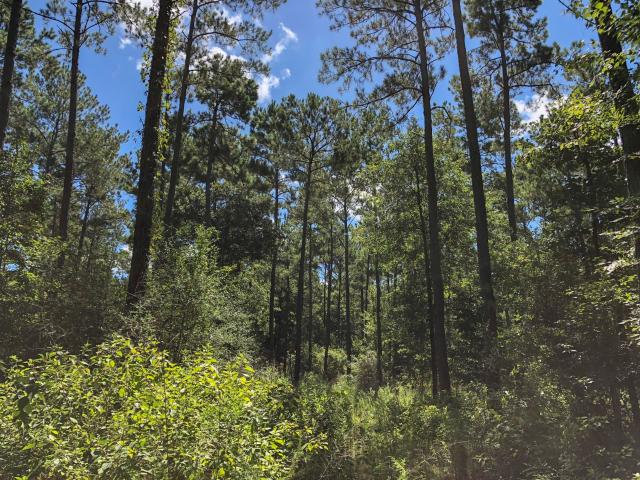 Land for sale in Polk, Texas