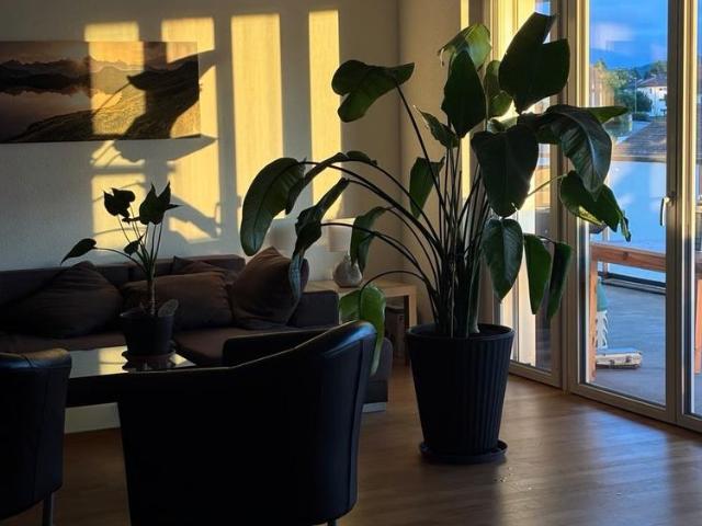 Apartment mieten in Zelgli, Dübendorf
