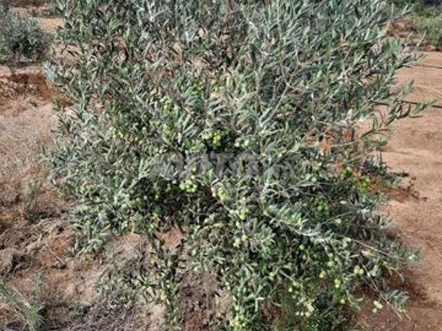 Propriété vente à Slimane, Gharb-Chrarda-Beni Hssen