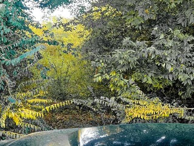 Land for sale in Vinton, Louisiana