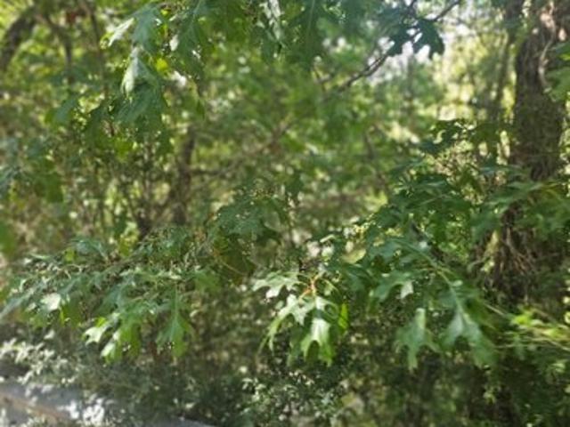 Land for sale in Dallas, Texas