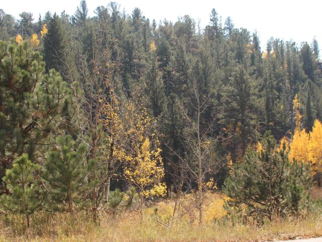 Land for sale in Bailey, Colorado