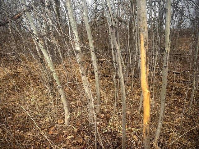 Land for sale in Finlayson, Minnesota