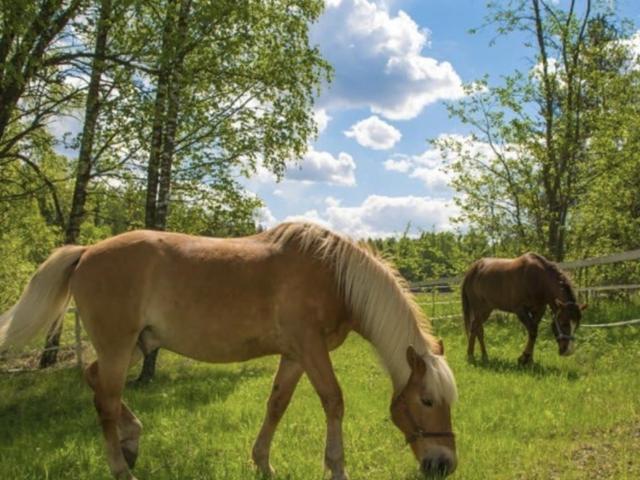 Land for sale in New Market, Alabama