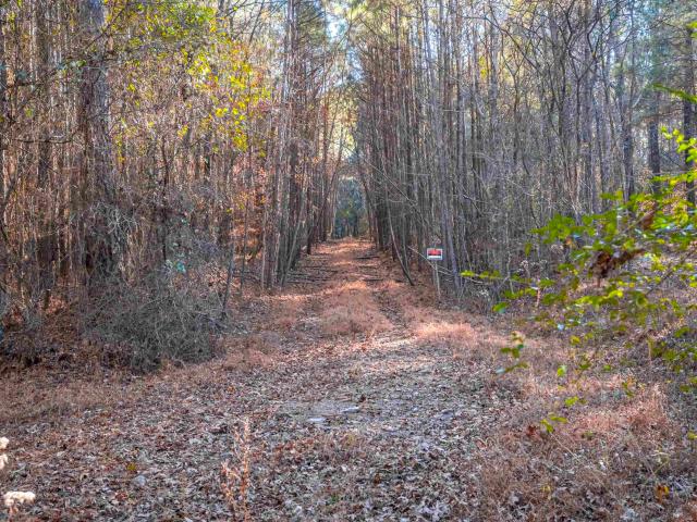 Land for sale in Mount Olive, Alabama