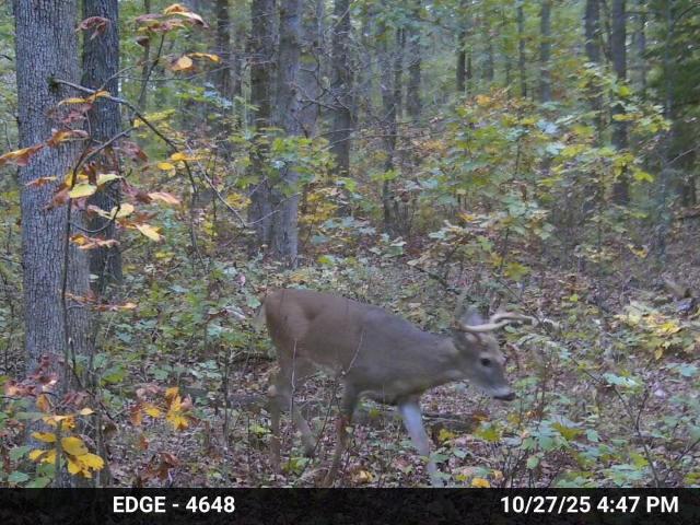 Land for sale in Missouri