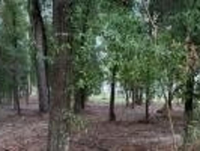 Land for sale in Suwannee, Florida