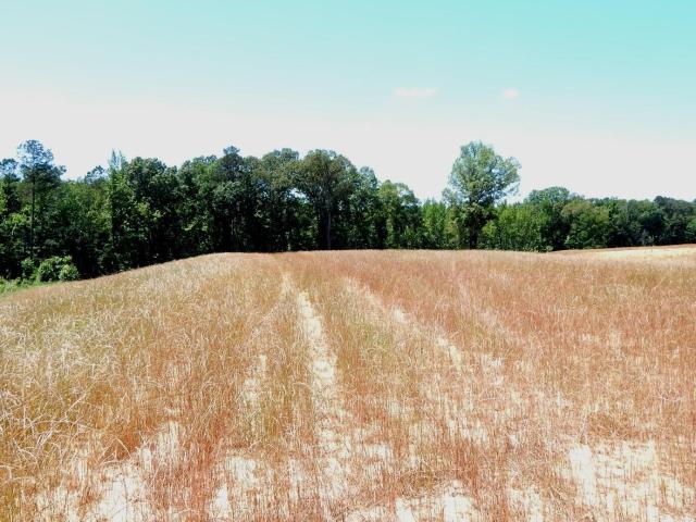 Land for sale in Grenada, Mississippi