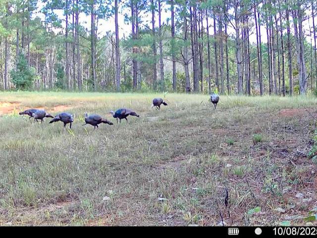 Land for sale in New Albany, Mississippi