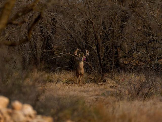 Ranch for sale in Concho, Texas