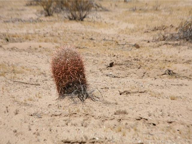 Land for sale in Yucca, Arizona