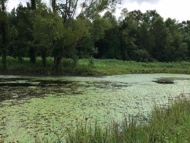 Land for sale in Chester, Tyler County