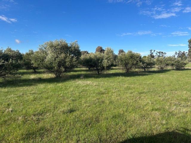 Land for sale in Bealiba, Victoria