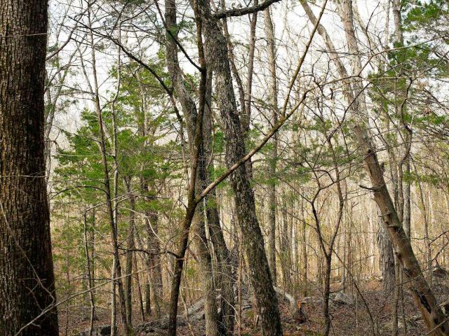 Land for sale in Stevenson, Alabama