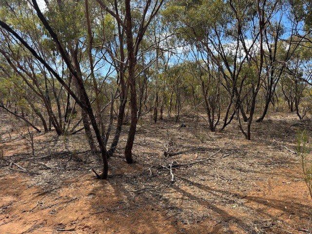 Land for sale in Wedderburn, Victoria