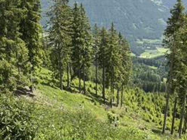 Grundstück kaufen in Laßnitz bei Murau, Steiermark