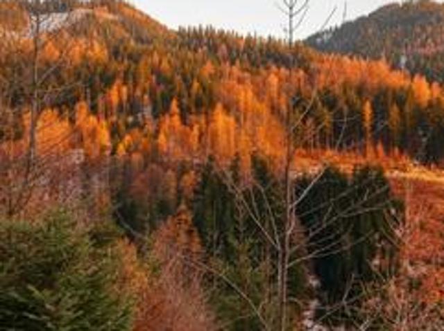 Grundstück kaufen in Steiermark