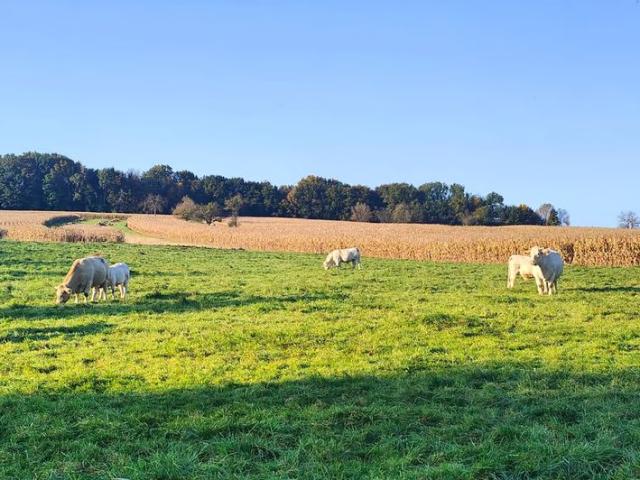 Zimmer mieten in Allschwil, Bezirk Arlesheim