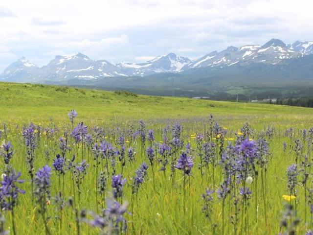 Land for sale in East Glacier Park, Montana