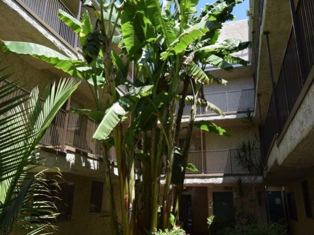 Apartment for rent in North Hills West Neighborhood Council District, Canoga Park
