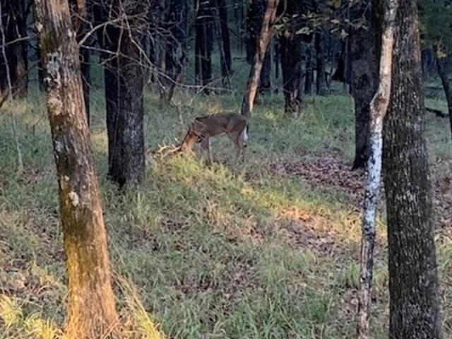 Land for sale in Dustin, Hughes County