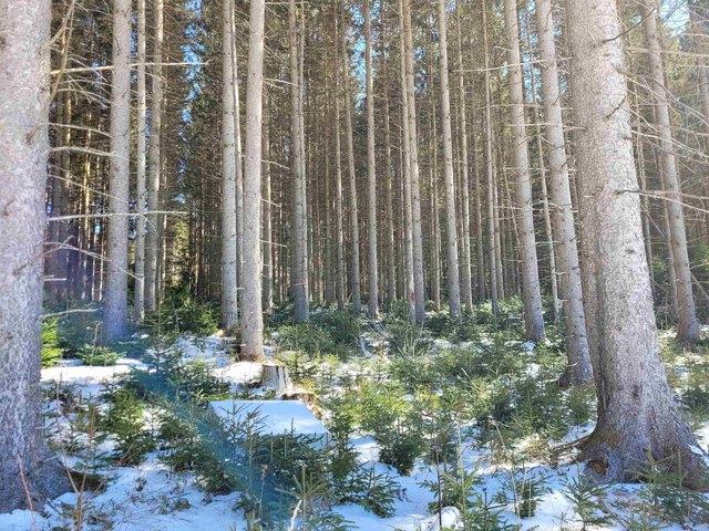 Land for sale in Peacham, Vermont