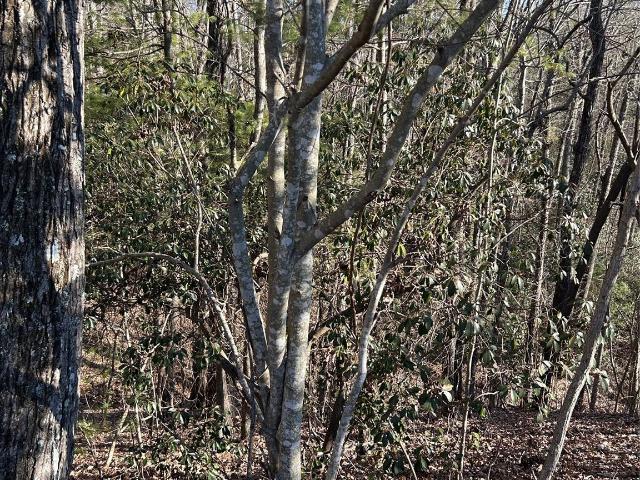 Land for sale in Etowah, North Carolina
