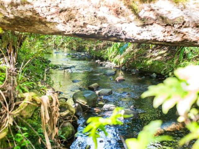 House for sale in Kerikeri, Bay of Islands