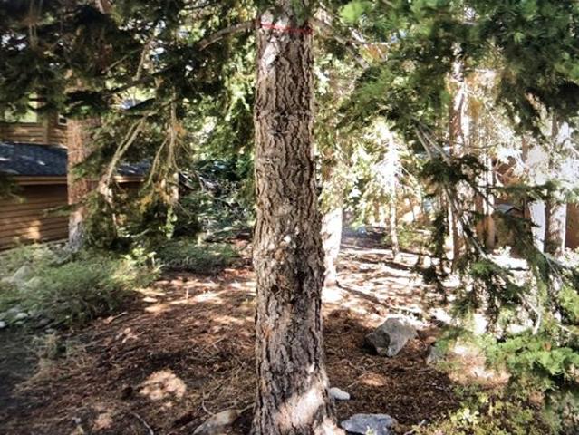 Land for sale in Mammoth Lakes, California