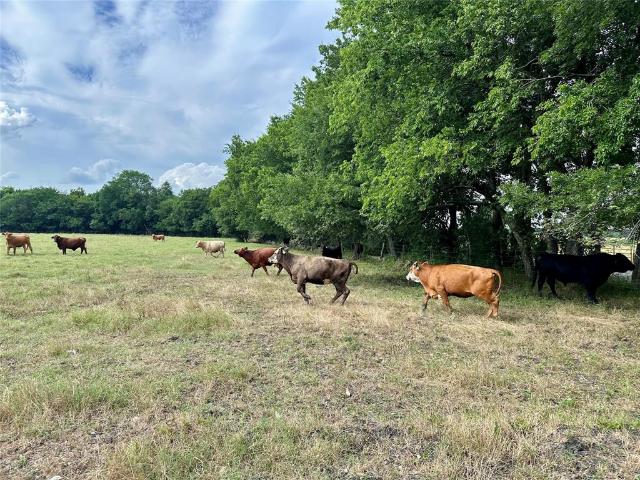 Land for sale in Delta, Texas