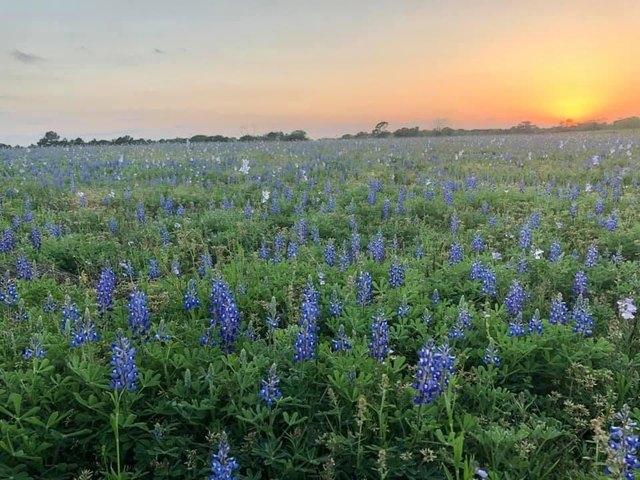 Farm for sale in Bellville, Austin County
