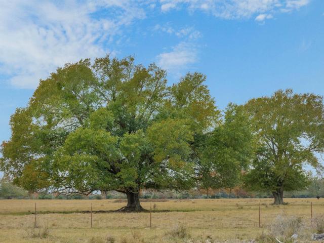 Farm for sale in Lexington, Lee County