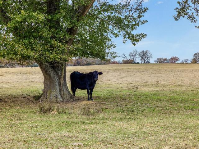 Farm for sale in Lexington, Texas