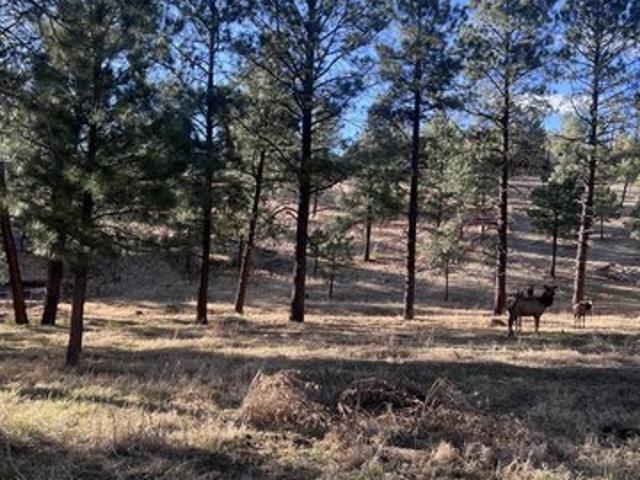 Land for sale in Alto, New Mexico