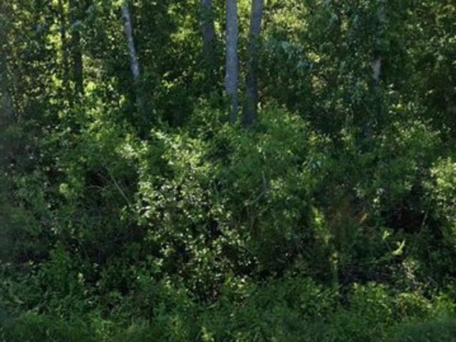 Land for sale in Bunnell, Flagler County