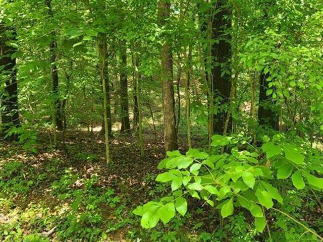 Land for sale in Murray, Kentucky