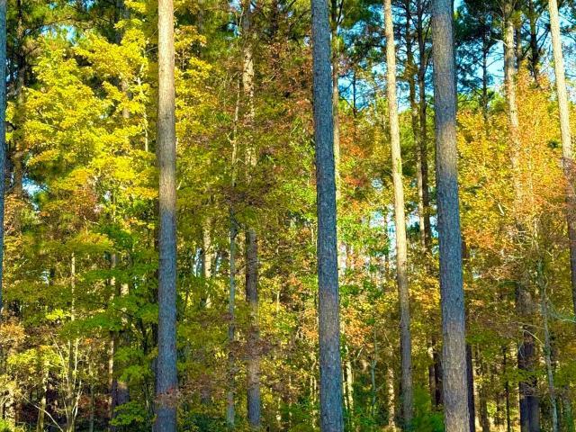 Land for sale in Oriental, North Carolina