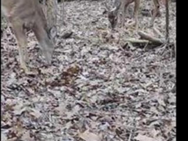 Land for sale in Etowah, Alabama