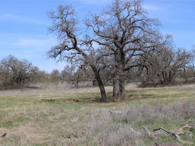 Land for sale in Jacksboro, Texas