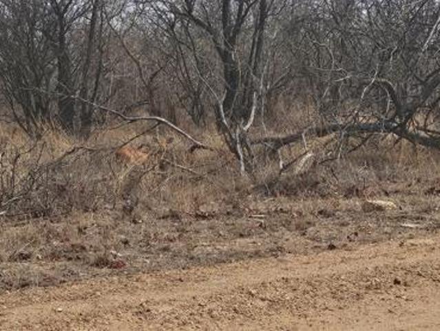 Land for sale in Mopani, Limpopo