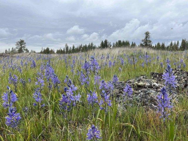 Land for sale in Edwall, Washington