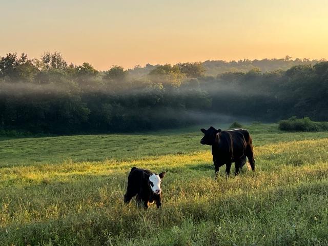 Farm for sale in Tennessee