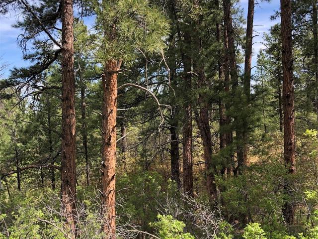 Land for sale in Larkspur